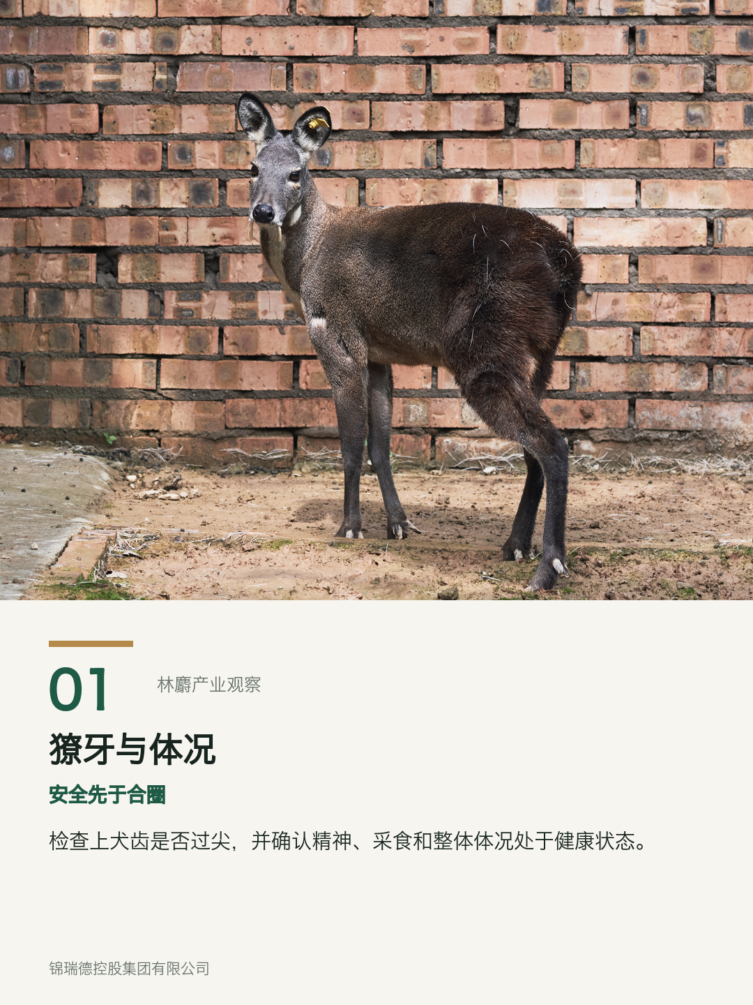 01-獠牙与体况.png 01-獠牙与体况.png