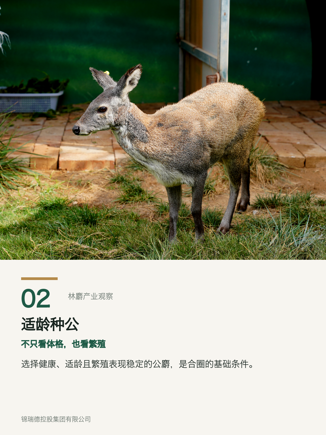 02-适龄种公.png 02-适龄种公.png